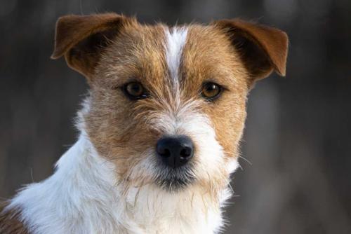 szczeniaczki po championie